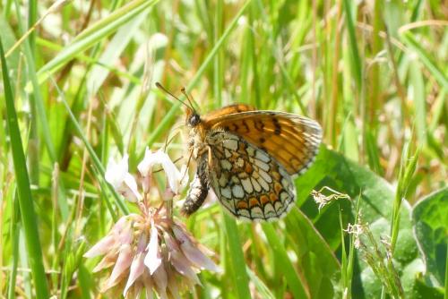 Melitaea parthenoides